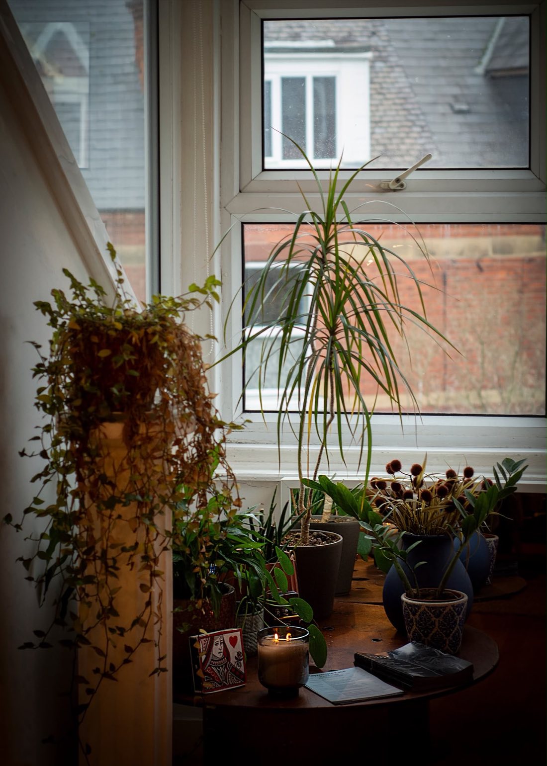 Houseplants against the studio window, with Nottingham rooftops beyond